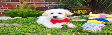 Charles
