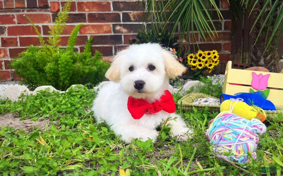 Maltipoo dogs for sale: Charles - Ad 1
