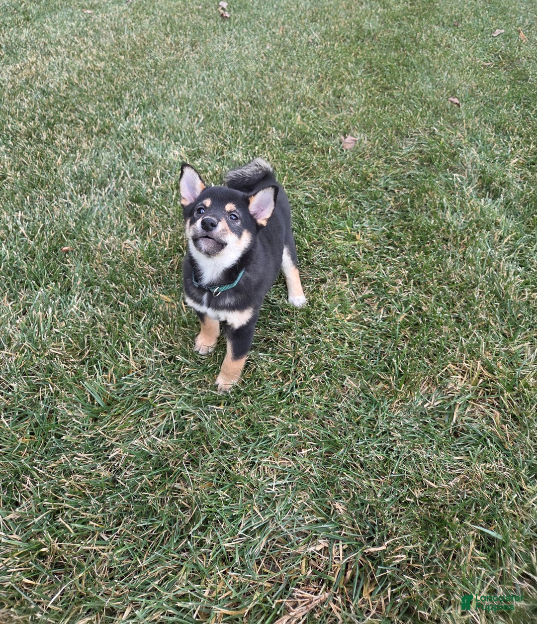 Shiba Inu dogs for sale: Major - Ad 5