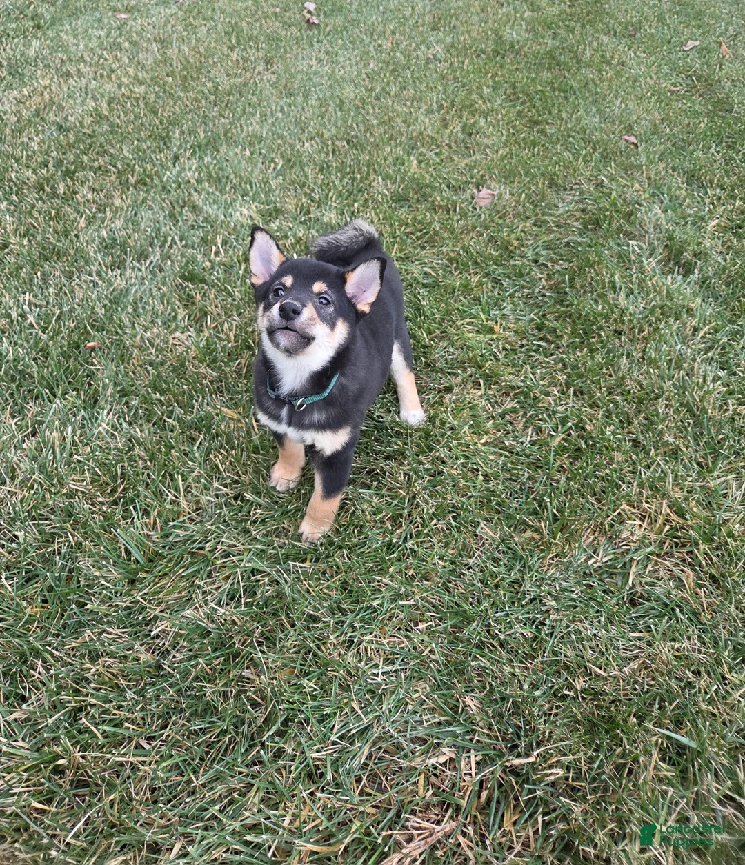 Shiba Inu dogs for sale: Major - Ad 5