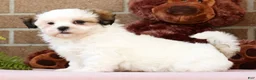 Malshi dogs for sale: Blossom - Ad 8