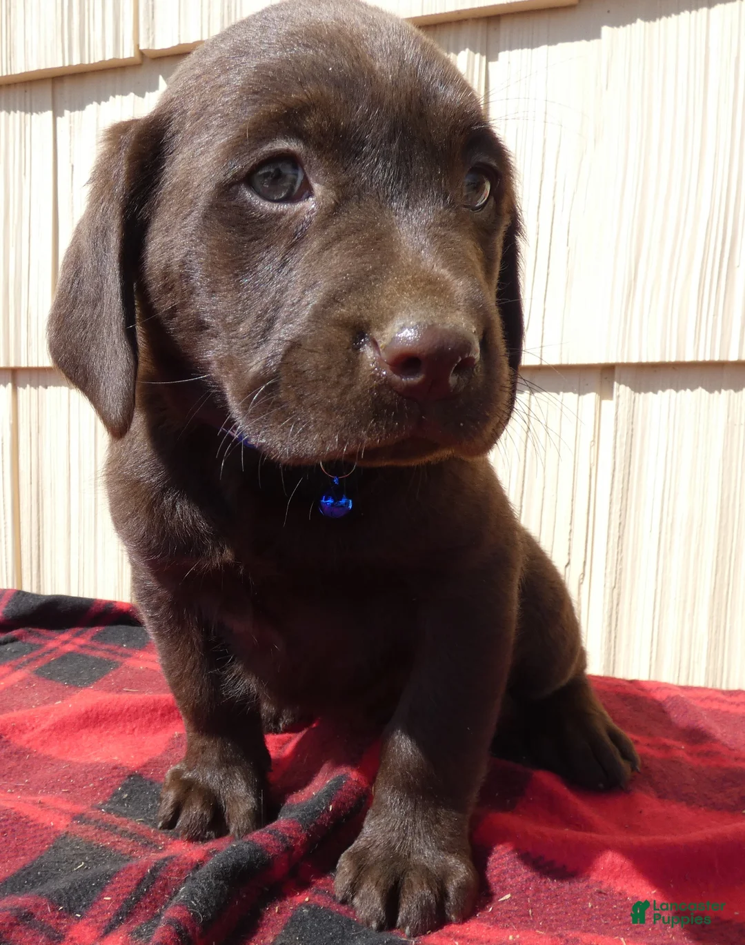 Labrador Retriever dogs for sale: Labrador Retriever Puppy 8 Marcy - Ad 2