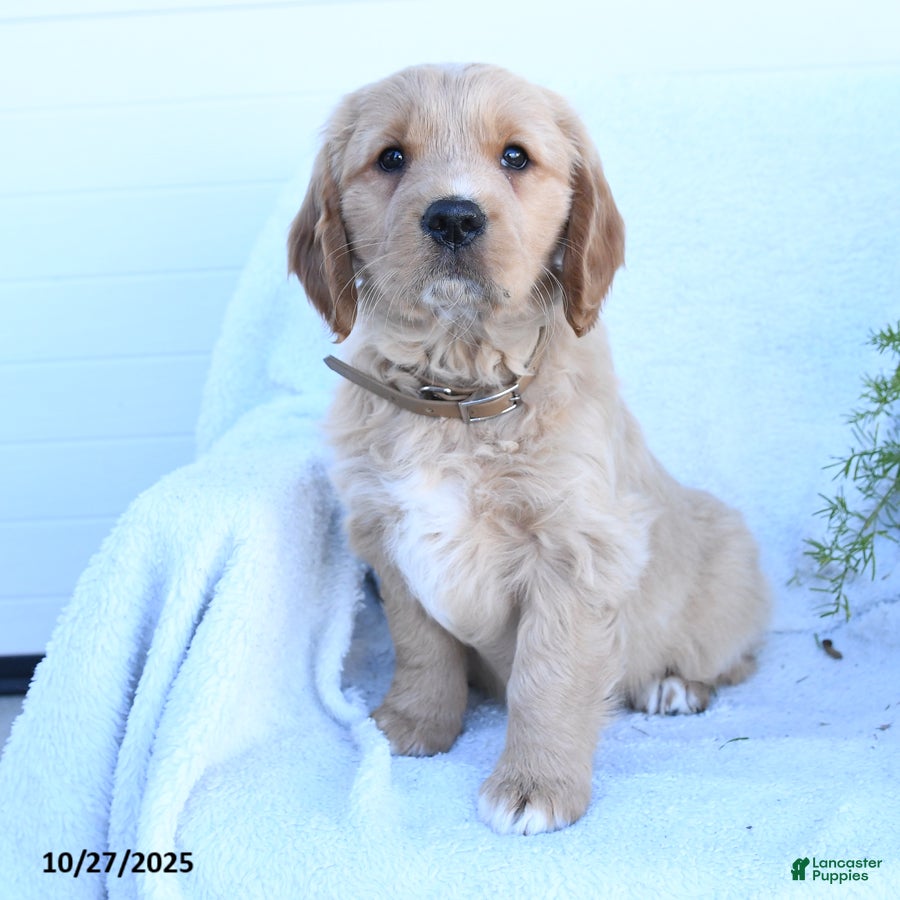 Miniature Golden Retriever Puppies for sale Lancaster Puppies