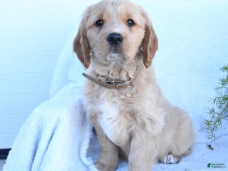 Miniature Golden Retriever dogs - Ad 13