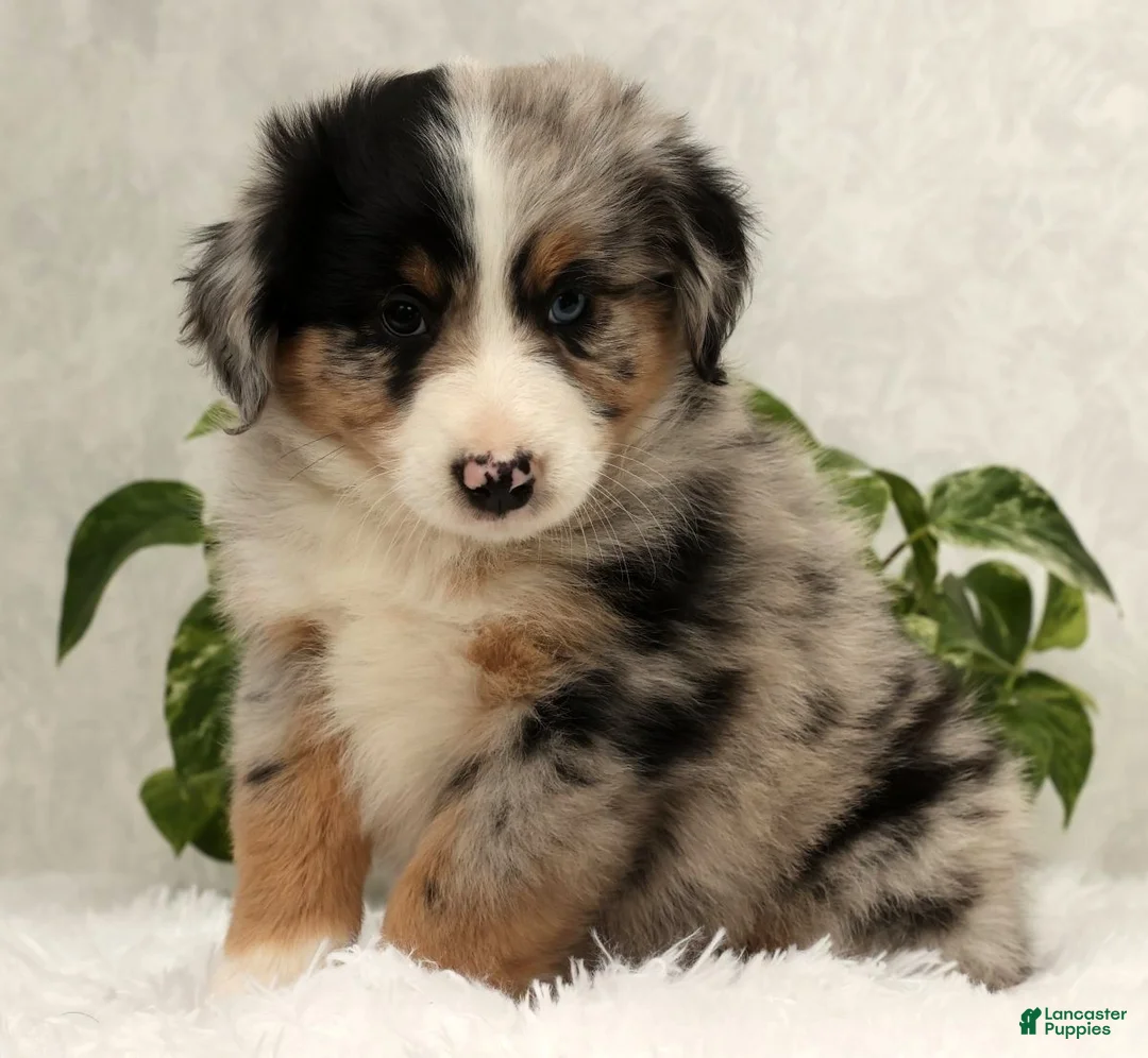 Miniature Australian Shepherd dogs for sale: Stormy - Ad 5