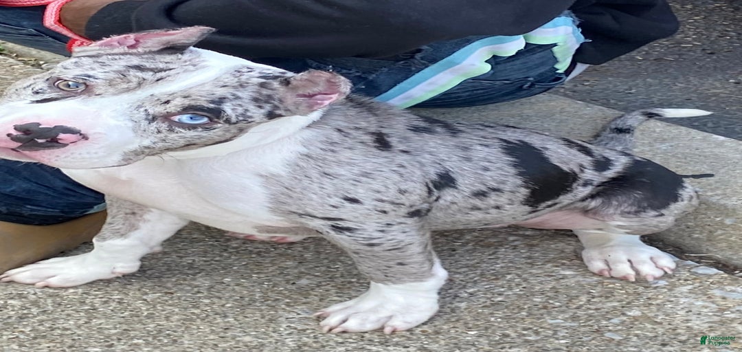 Gallery Image {{count}}