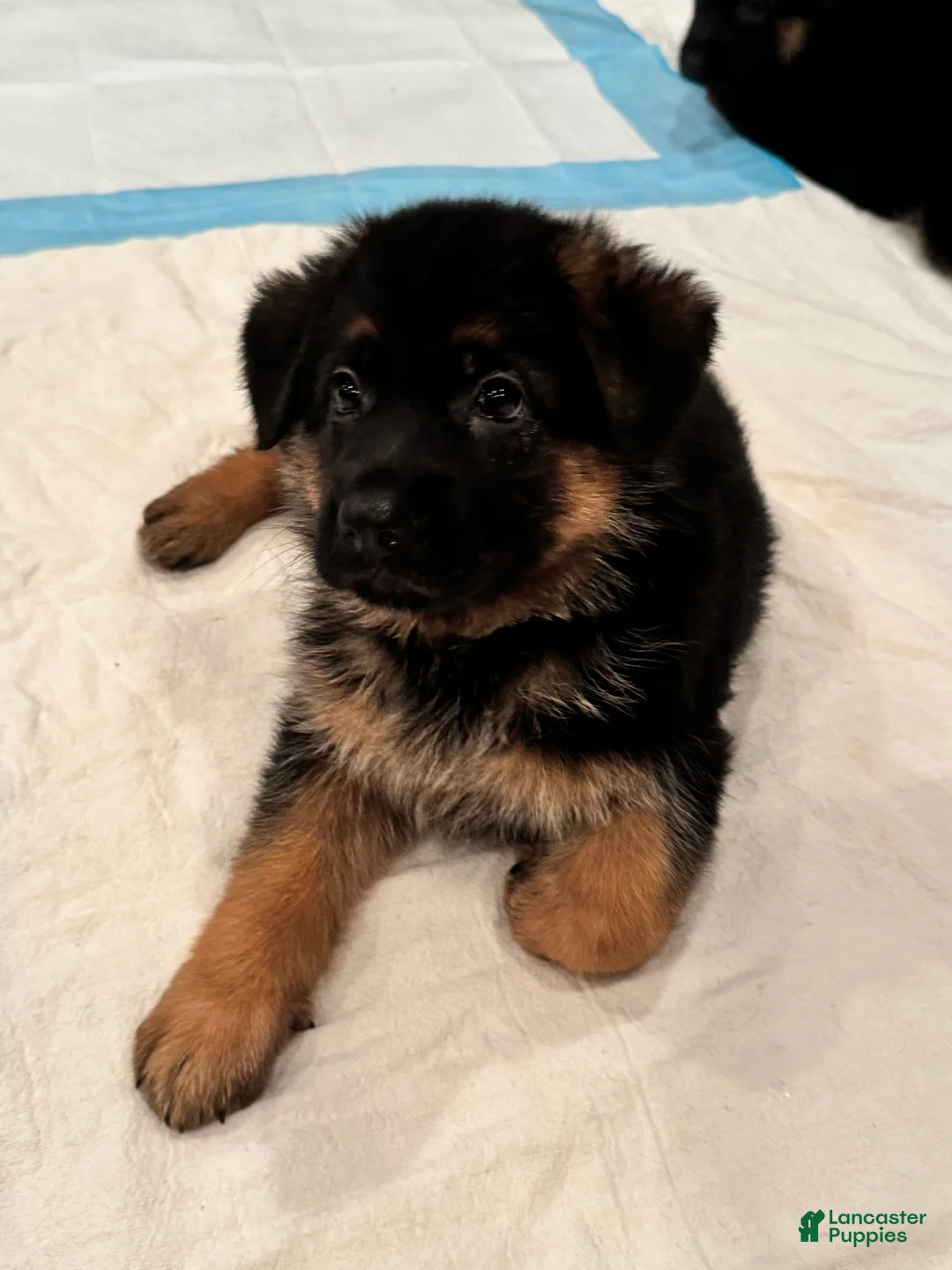 German Shepherd dogs for sale: German Shepherd Puppy 2 - Ad 5