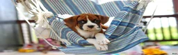 Boxer dogs for sale: Sandy - Ad 11