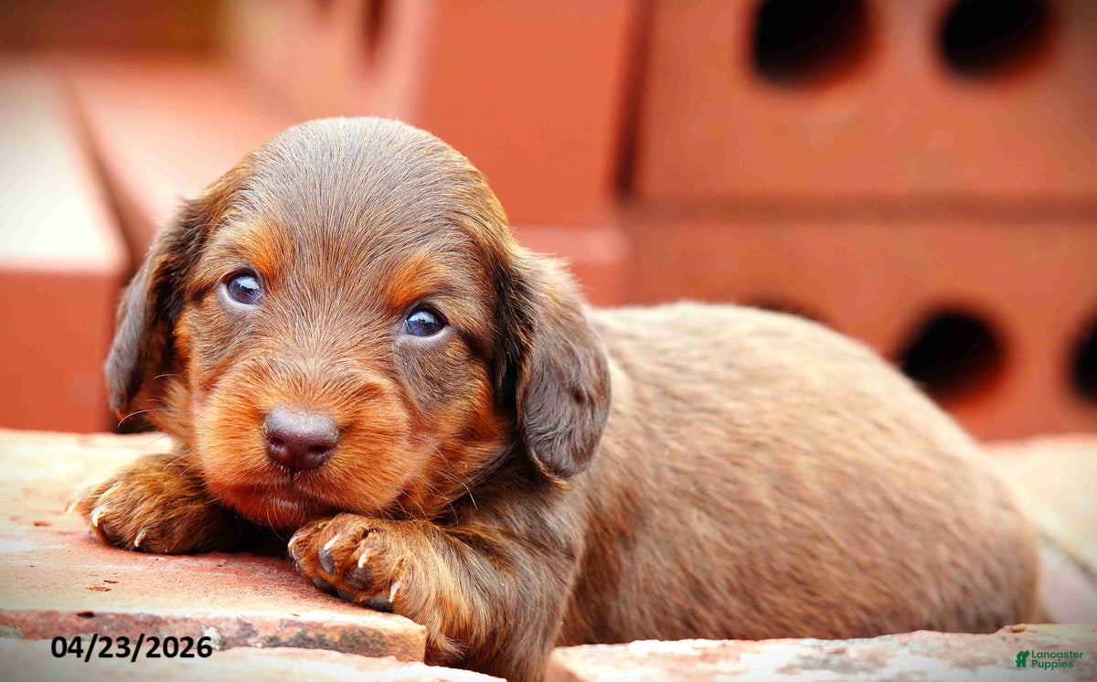 Miniature Dachshund dogs Carly - Ad 1