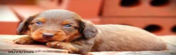Miniature Dachshund dogs for sale: Carly - Ad 1