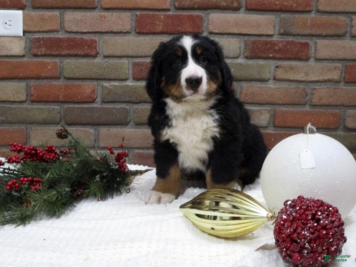 Bernese Mountain Dog dogs Mose - Ad 28