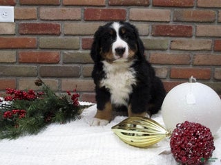 Bernese Mountain Dog dogs Mose - Ad 8