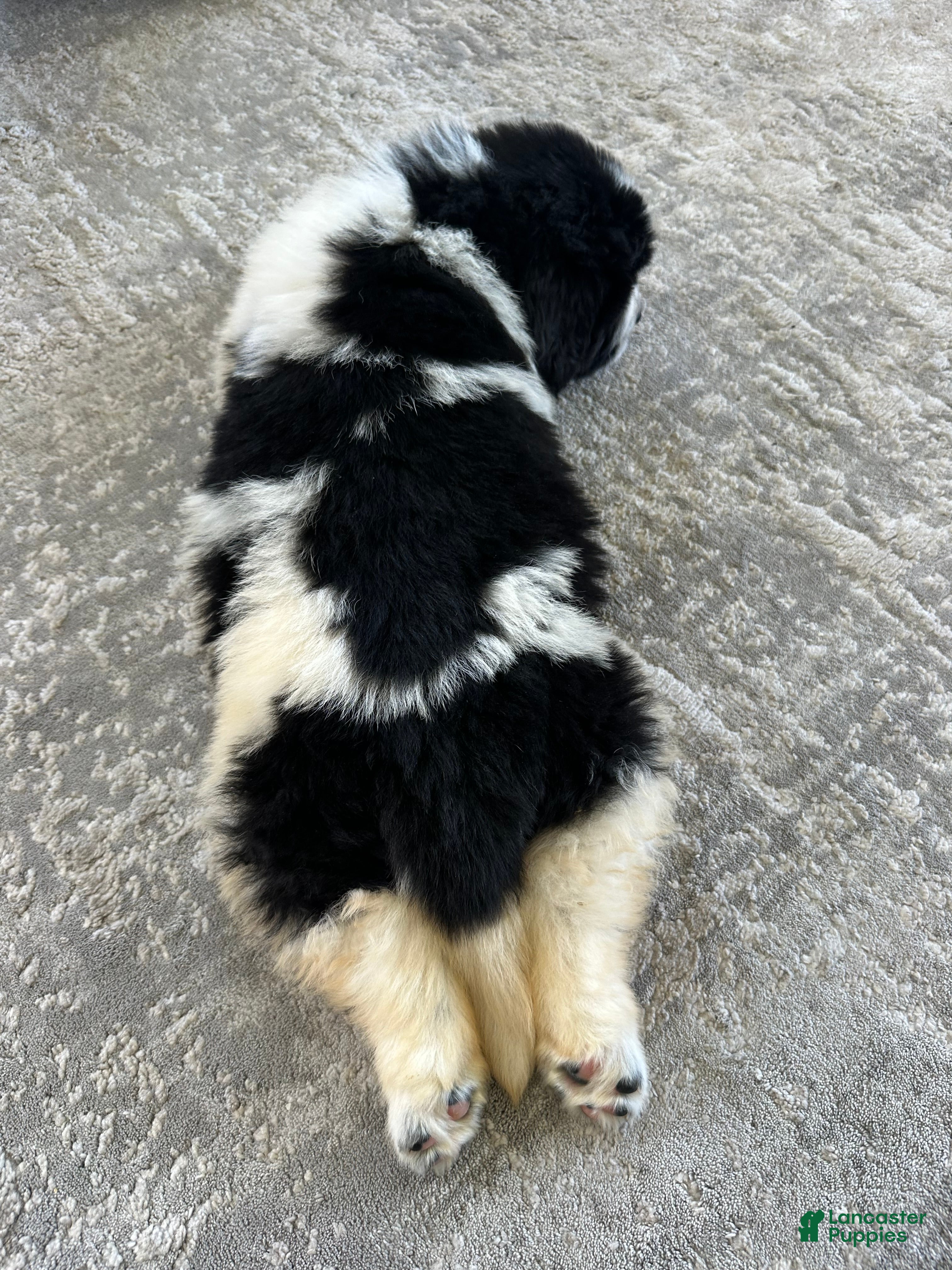 Newfoundland dogs for sale: “ Boone” OFA, CH, AKC  - Ad 7