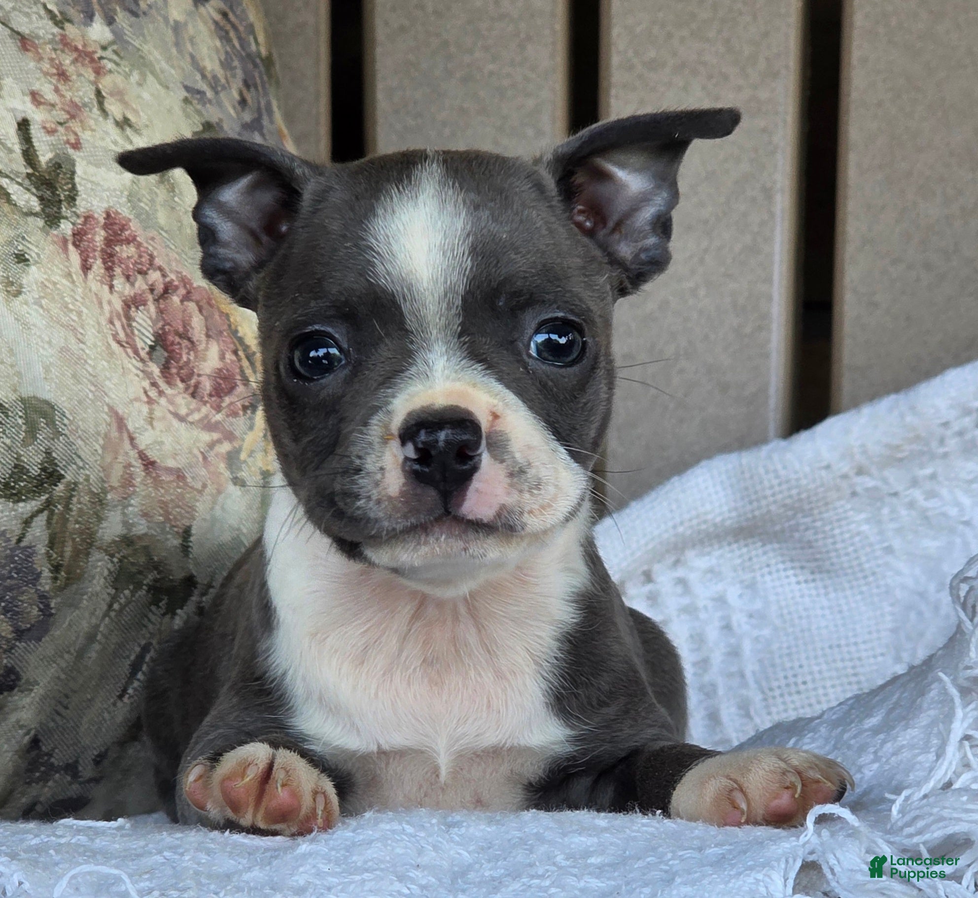 Boston Terrier dogs Robin - Ad 1