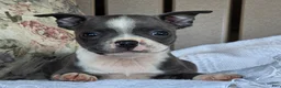Boston Terrier dogs for sale: Robin - Ad 1