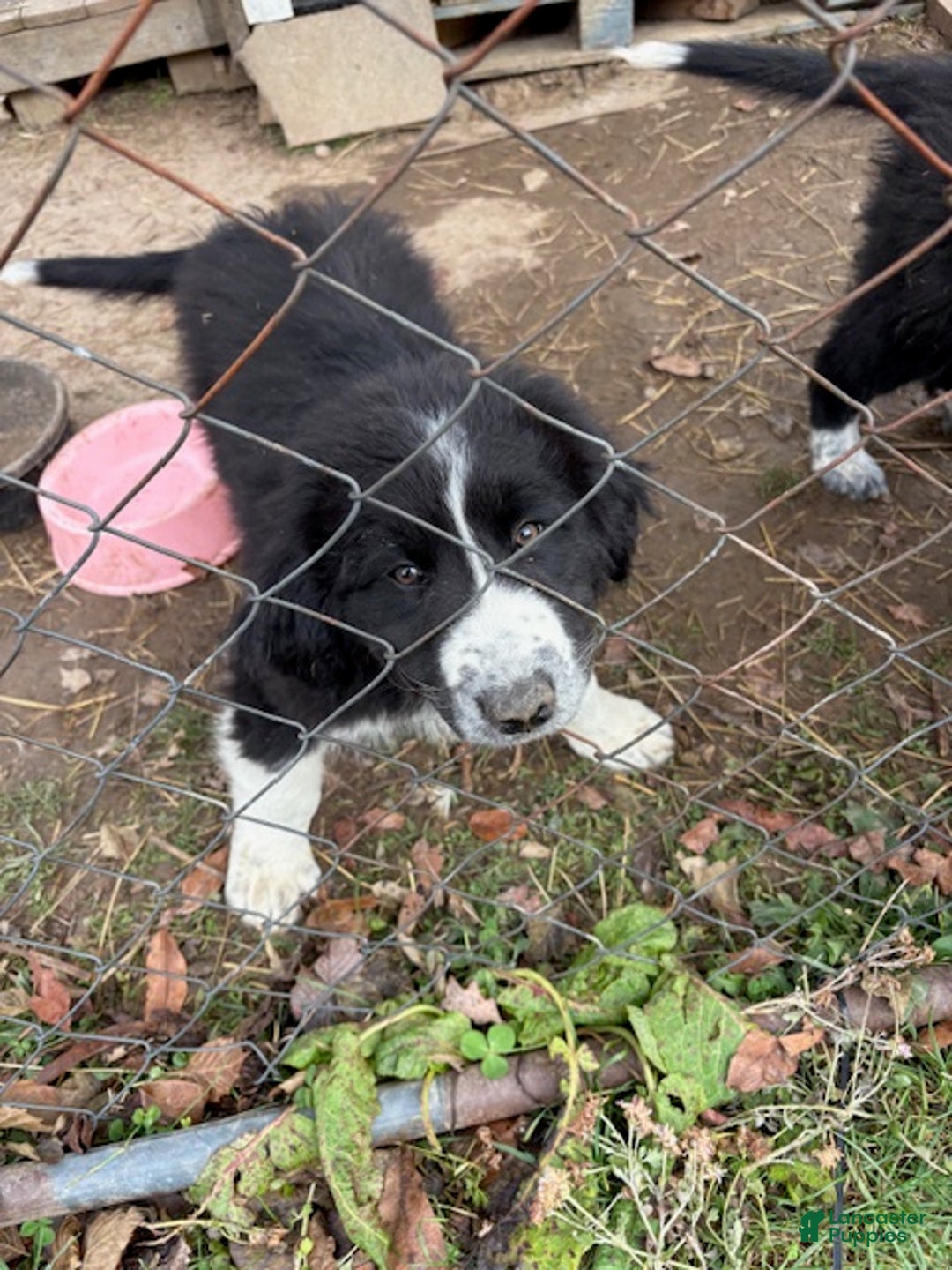 Mixed Breed dogs for sale: Thing - Ad 2