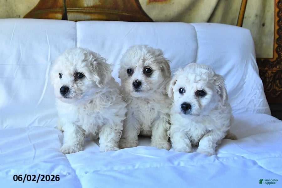 Bichon Frise dogs for sale: Apollo - Ad 5