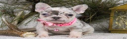 French Bulldog dogs for sale: Diamond - Ad 2