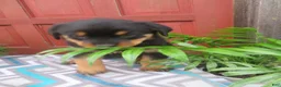 Rottweiler dogs for sale: Lindsey - Ad 7