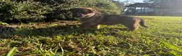 German Shepherd dogs for sale: Daphne - Ad 4