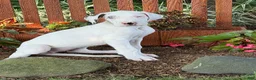 Great Dane dogs for sale: Pearl Great Dane  - Ad 11
