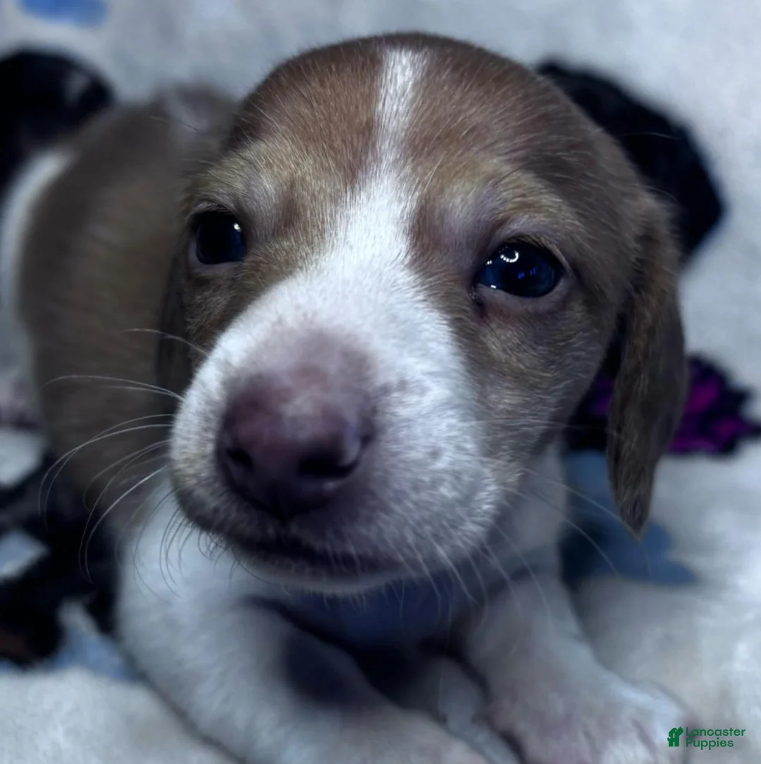 Dachshund dogs for sale: Eli-(Wire Coat) - Ad 1