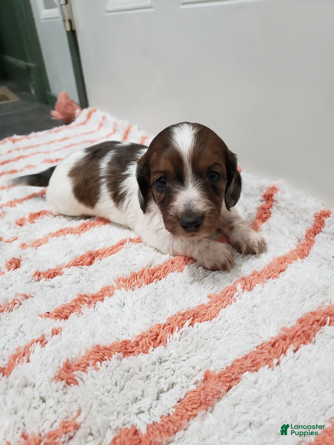 Miniature Dachshund dogs for sale: Rob - Ad 3