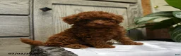 Shihpoo dogs for sale: Hadley - Ad 5