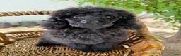 Standard Poodle dogs for sale: Luna - Ad 15
