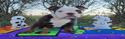 Olde English Bulldogge dogs for sale: Olde English Bulldogge Puppy Jack - Ad 9