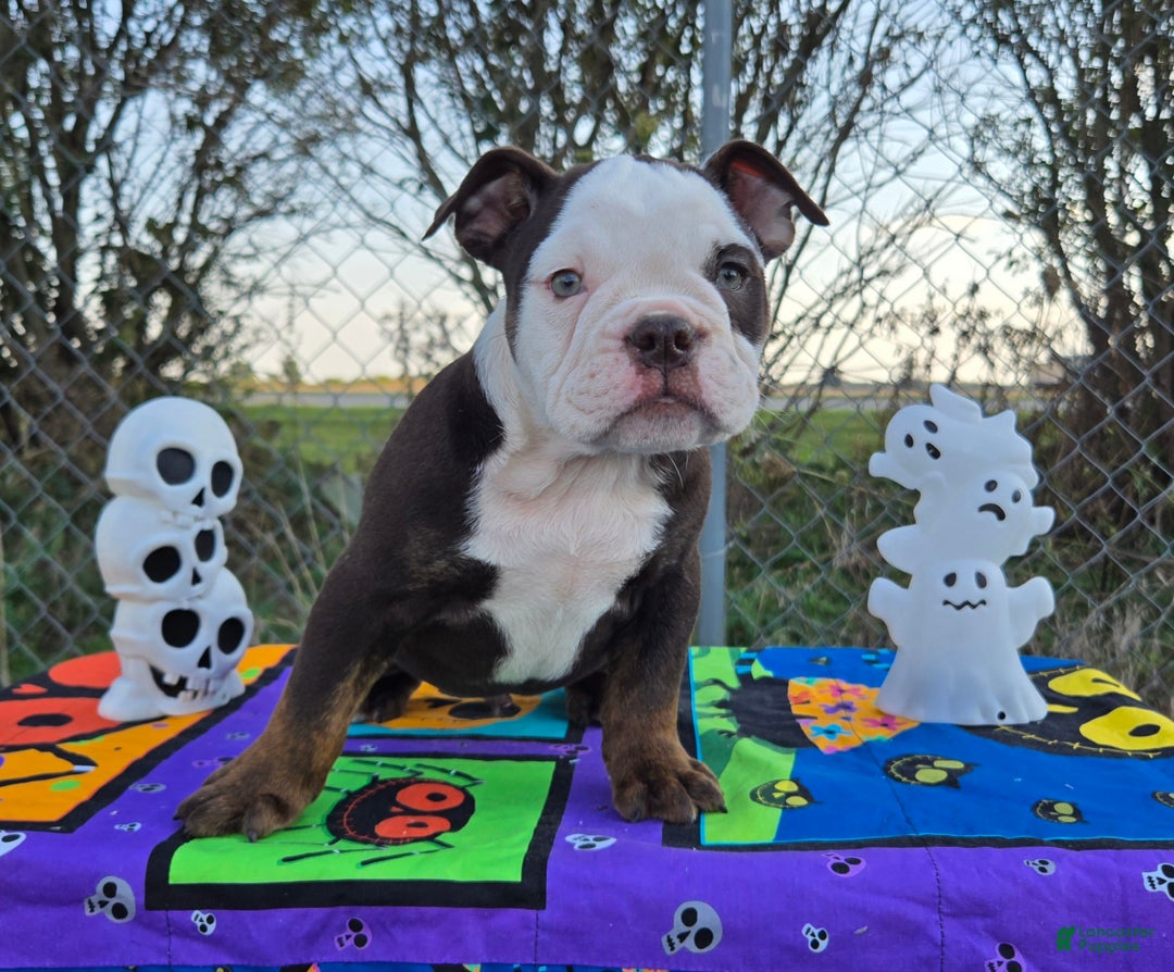 Olde English Bulldogge dogs for sale: Olde English Bulldogge Puppy Jack - Ad 9