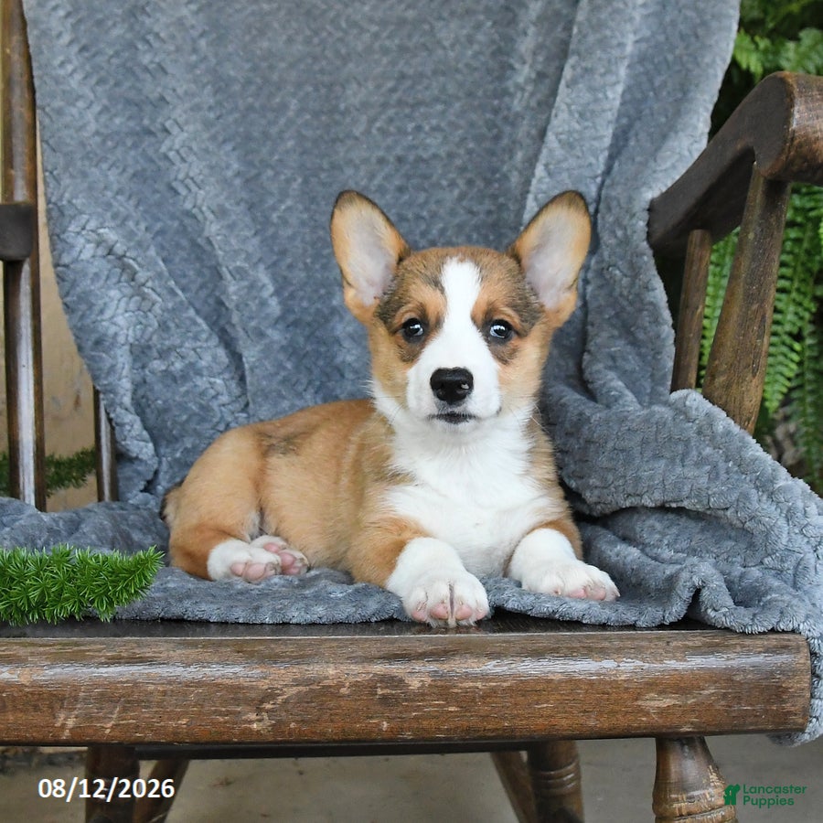 Welsh Corgi Pembroke dogs Flash - Ad 2