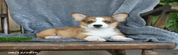 Welsh Corgi Pembroke dogs for sale: Flash - Ad 2