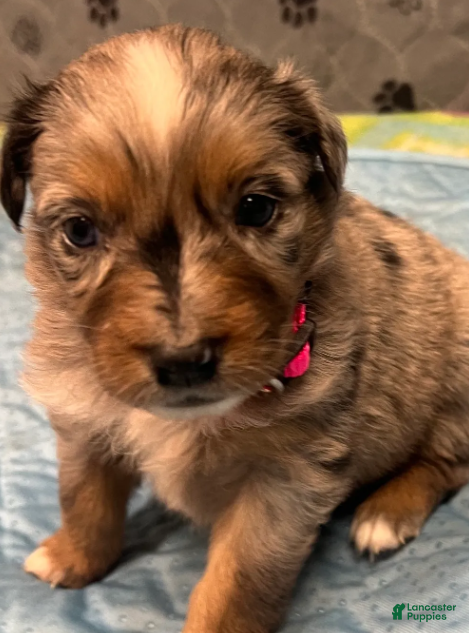 Australian Shepherd dogs Reba - Ad 1