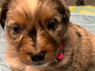 Australian Shepherd dogs for sale: Reba - Ad 3