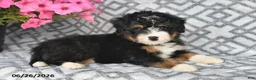 Mini Bernedoodle dogs for sale: Tony - Ad 7