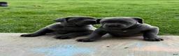 Cane Corso dogs for stud: Enzo Stud - Ad 4