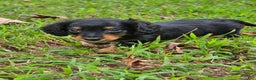 Miniature Dachshund dogs for sale: Rhonda  - Ad 6