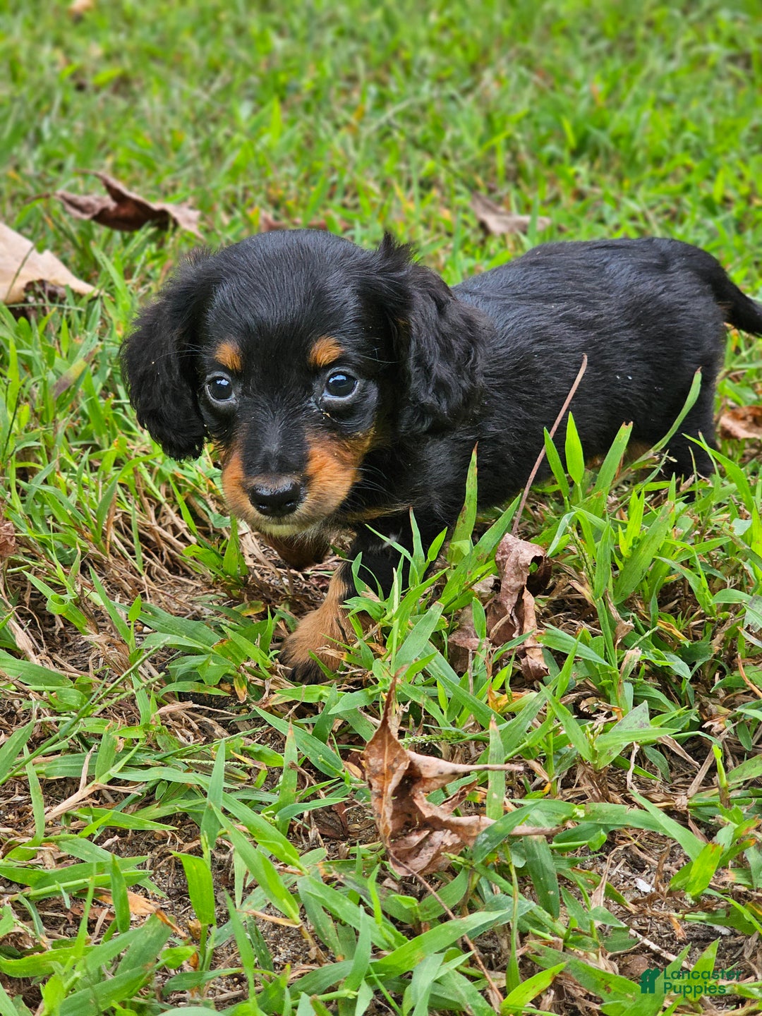 Miniature Dachshund dogs for sale: Rhonda  - Ad 6