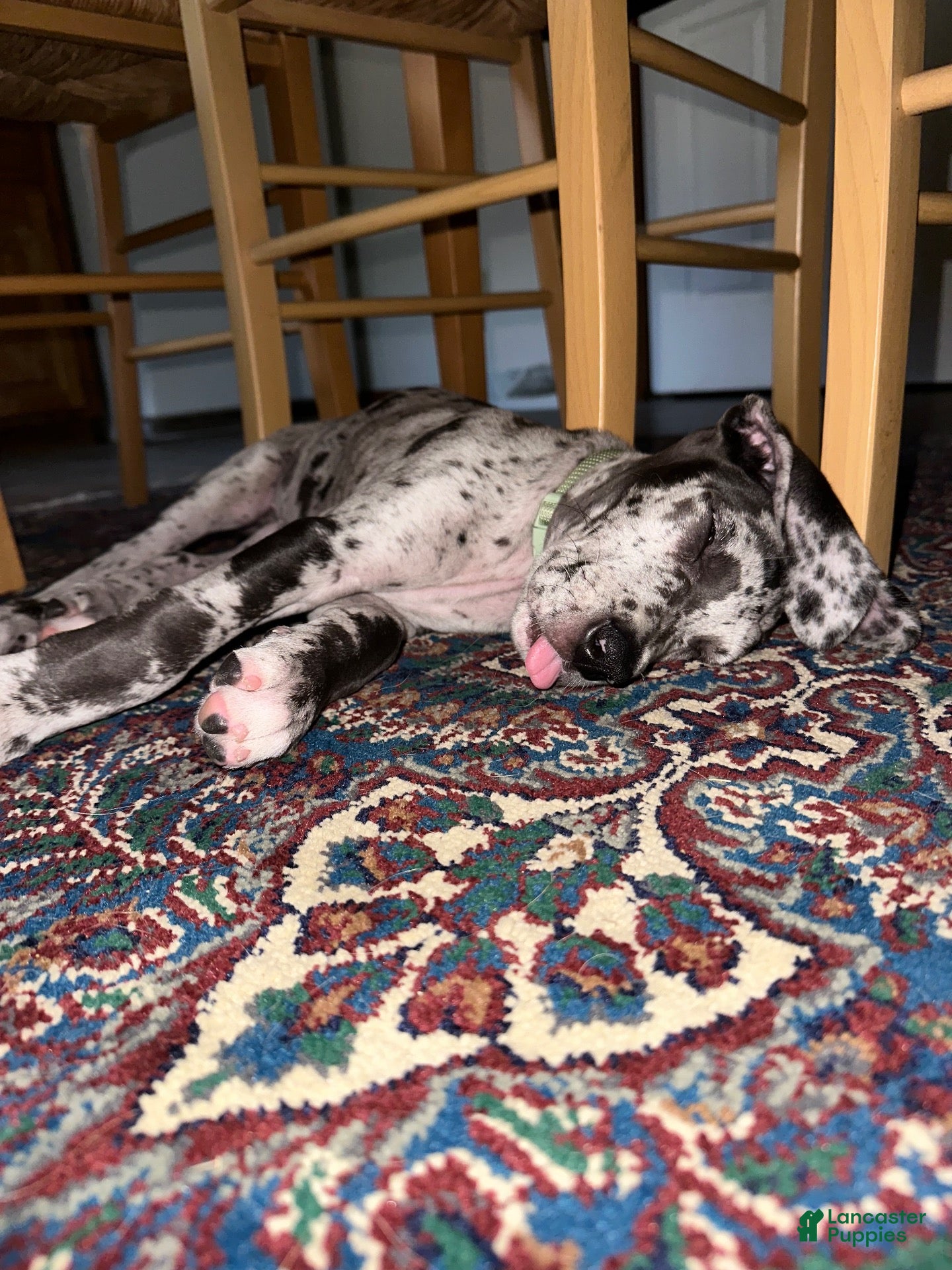 Great Dane dogs Blue Merle Girl - Ad 24