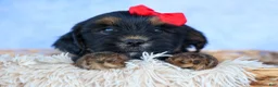 Shorkie dogs for sale: SAMMY - Ad 7