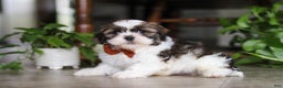 Shih Tzu dogs for sale: Brady - Ad 2