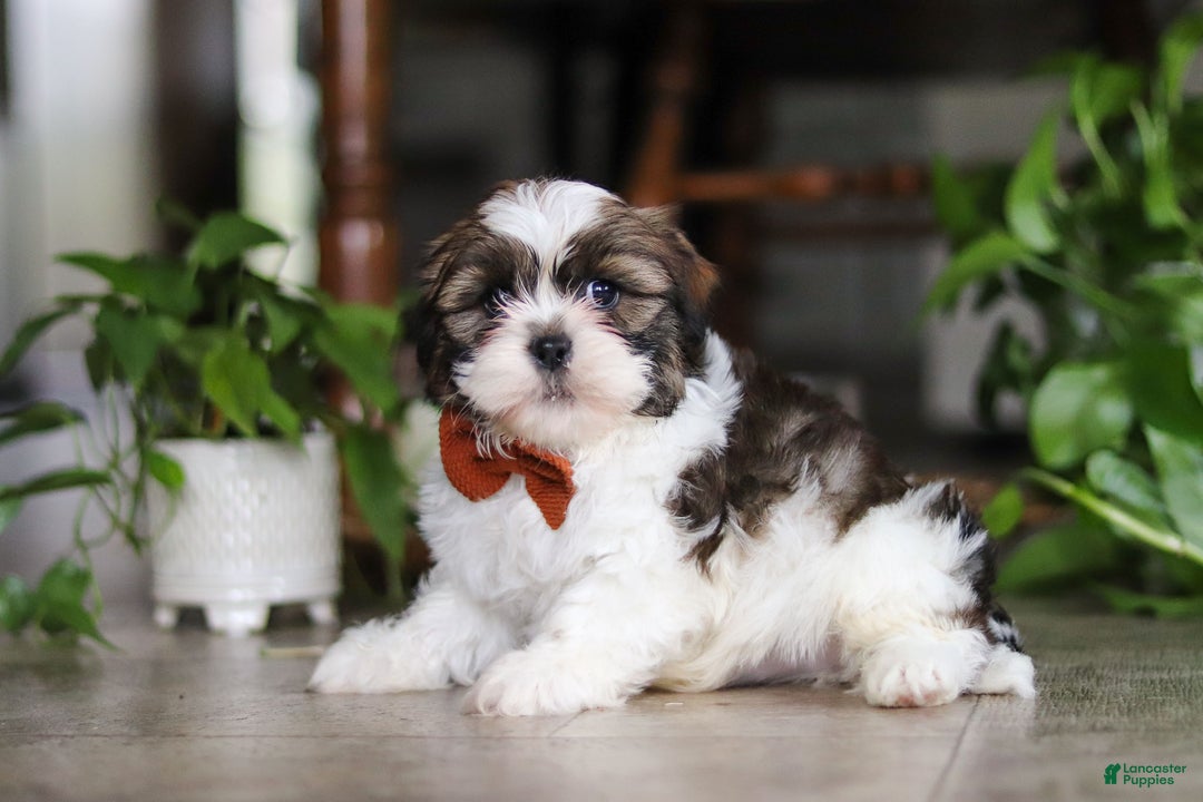 Shih Tzu dogs for sale: Brady - Ad 2