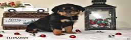 Rottweiler dogs for sale: Diana - Ad 3