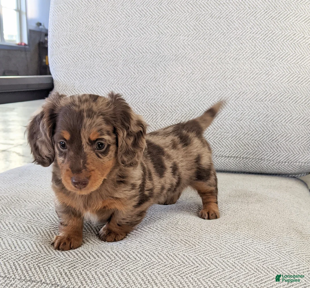 Miniature Dachshund dogs for sale: Princess  - Ad 2