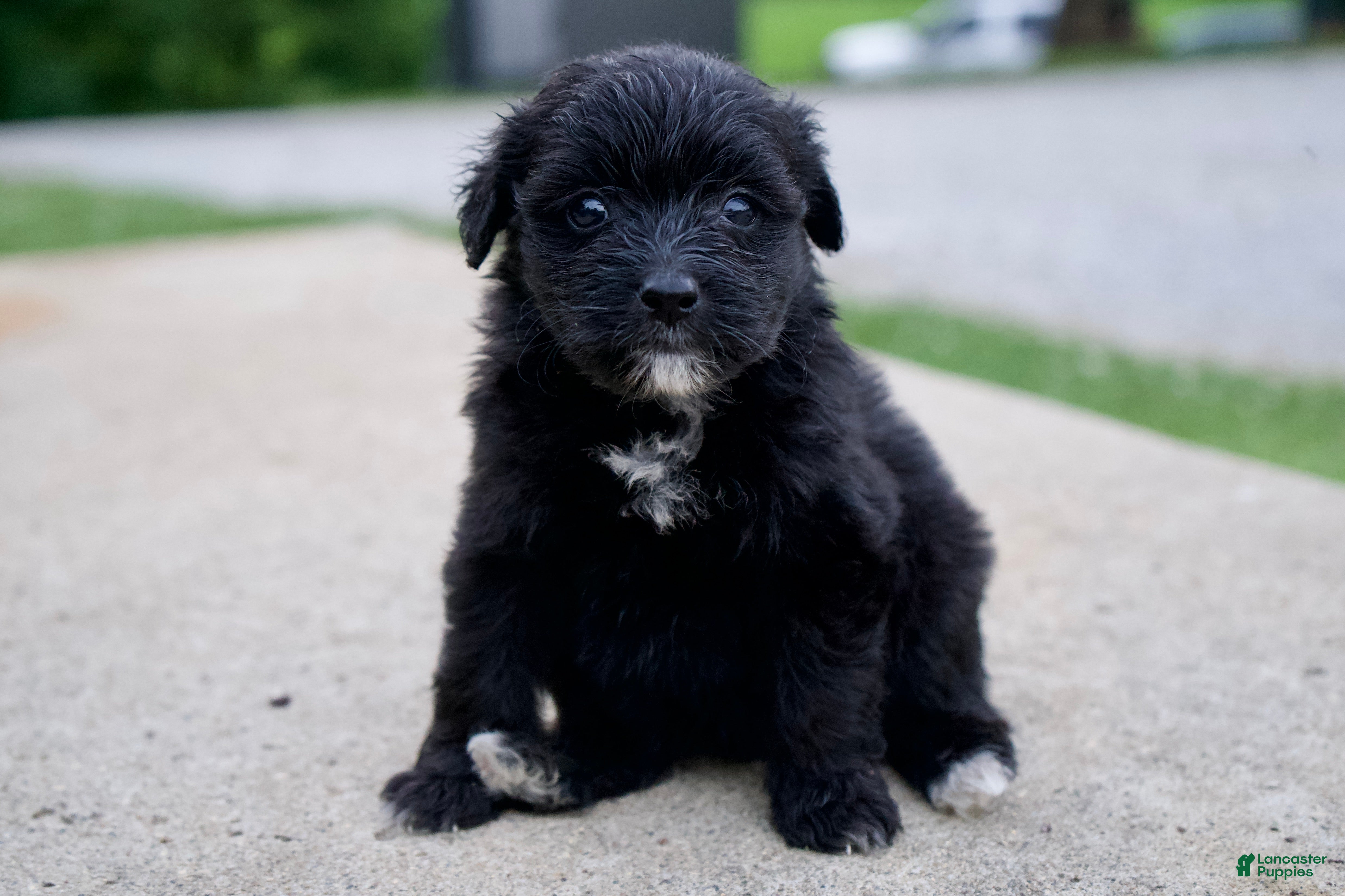 Mixed Breed dogs Fern - Ad 23