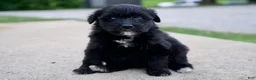 Mixed Breed dogs for sale: Fern - Ad 1