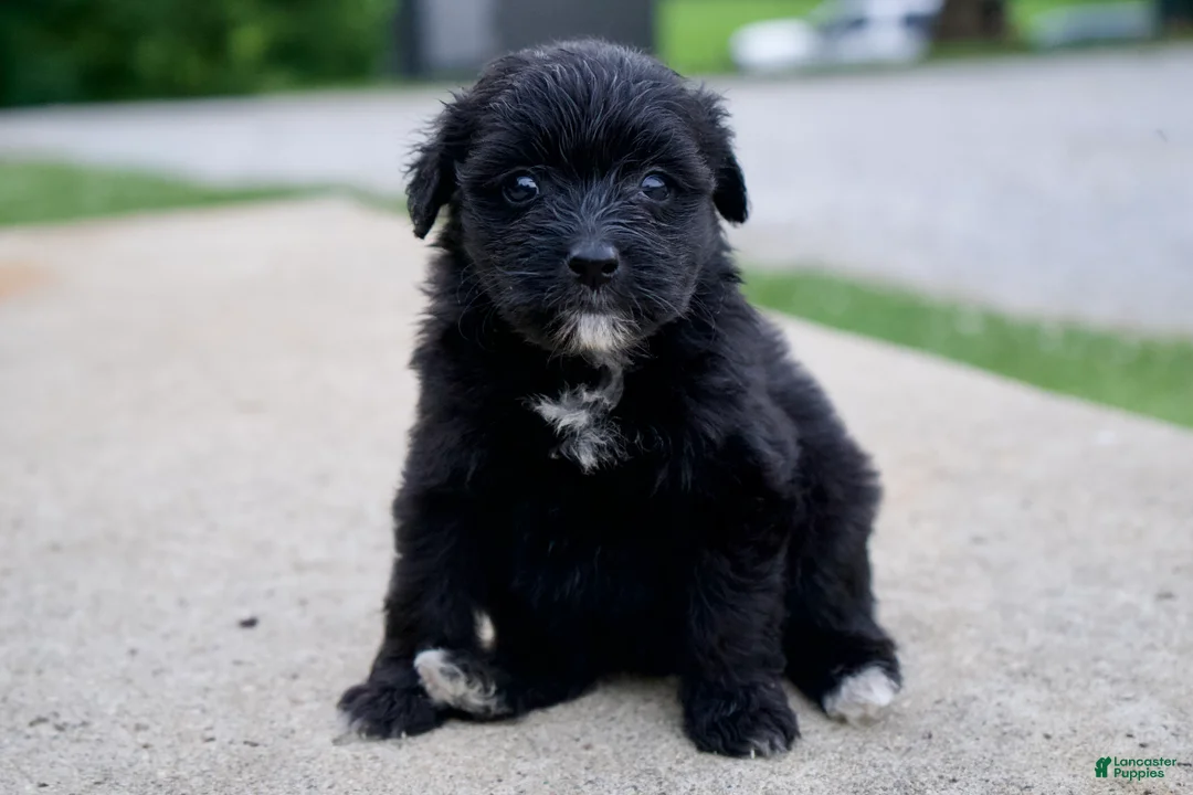 Mixed Breed dogs for sale: Fern - Ad 1