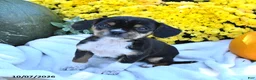Mixed Breed dogs for sale: Cutie - Ad 3