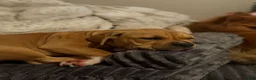 American Bully dogs for sale: CoCo - Ad 4